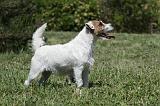 PARSON RUSSEL TERRIER 167